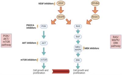 Targeted therapies for vascular malformations